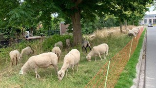 Schapen in Risdam1