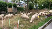 Schapen in Risdam