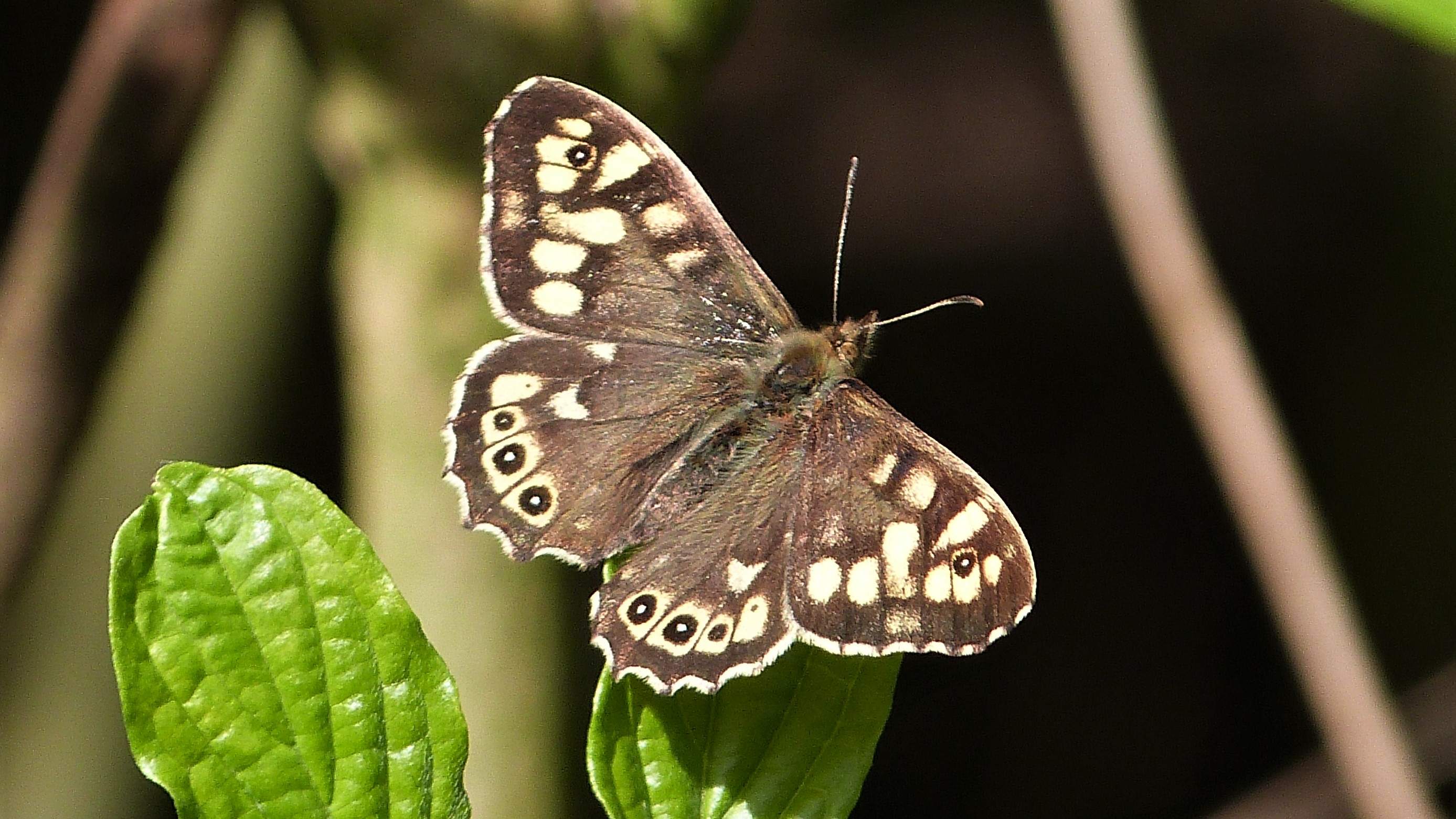 Vlinders en libellen spotten met IVN West-Friesland
