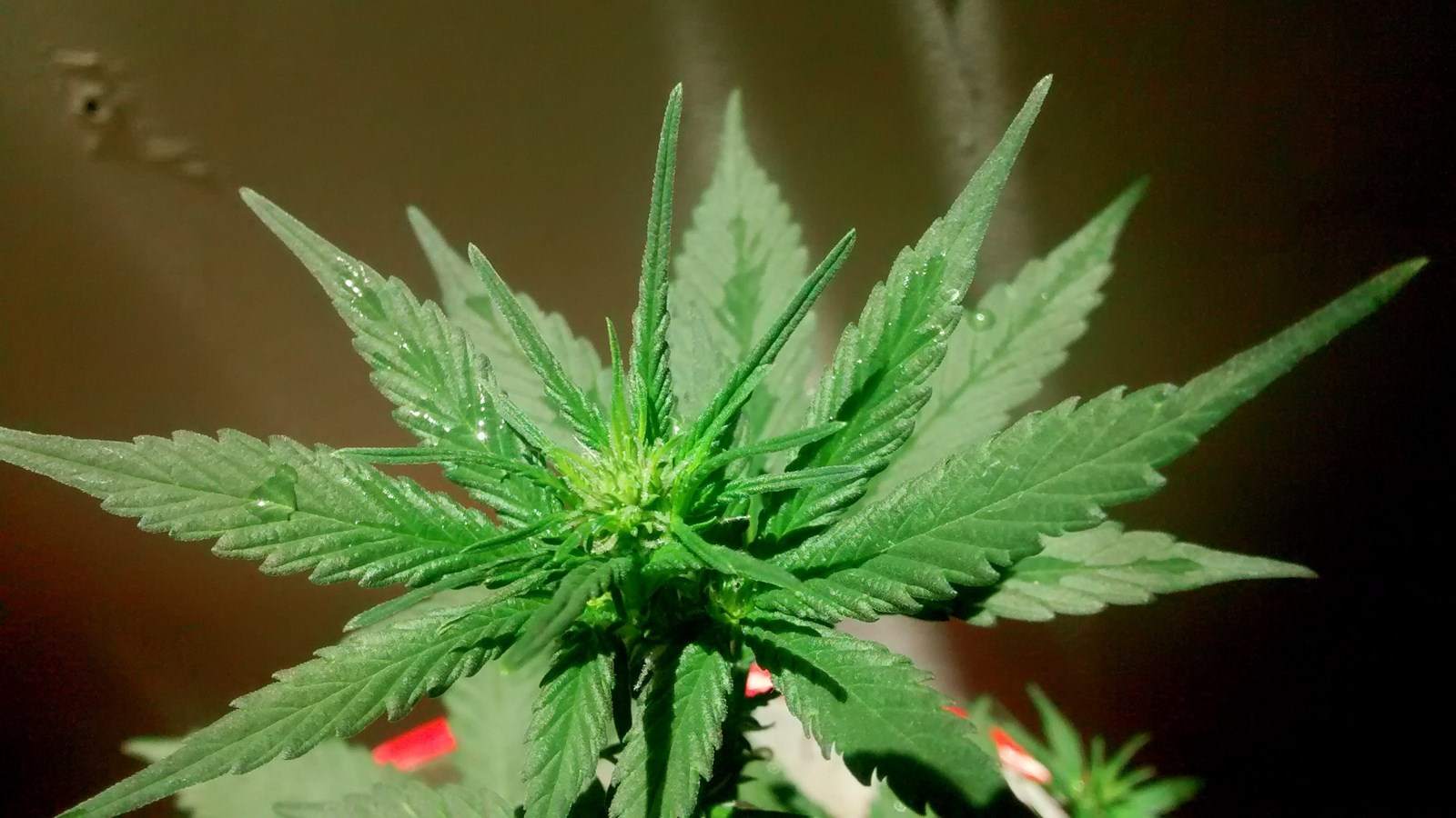 Burgemeester sluit drugspand Gildenweg in Blokker