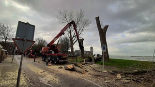 Bomen Westerdijk gaan om 3