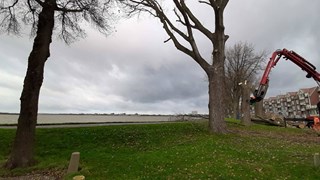 Bomen Westerdijk gaan om 6