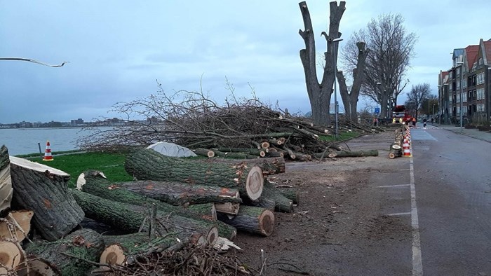 Gekapte populieren Westerdijk 16 november 2020