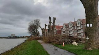 Gekapte populieren Westerdijk 16 november 2020 3