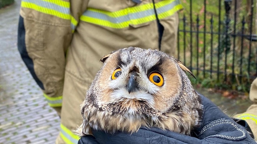 Ransuil gered door brandweer (Wognum)