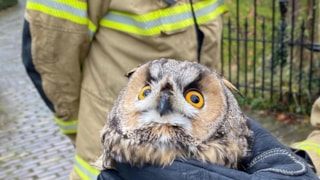 Ransuil gered door brandweer (Wognum) 3