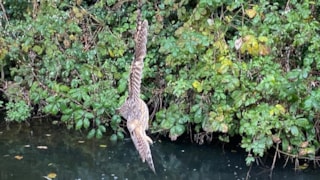 Ransuil gered door brandweer (Wognum) 2