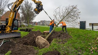 Planten van bomen aan de Westerdijk