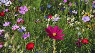 Tuinen worden groener