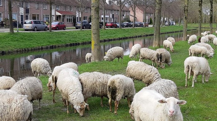 Schapen begrazen de bermen aan de IJsselweg