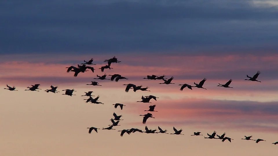  Trekvogels
