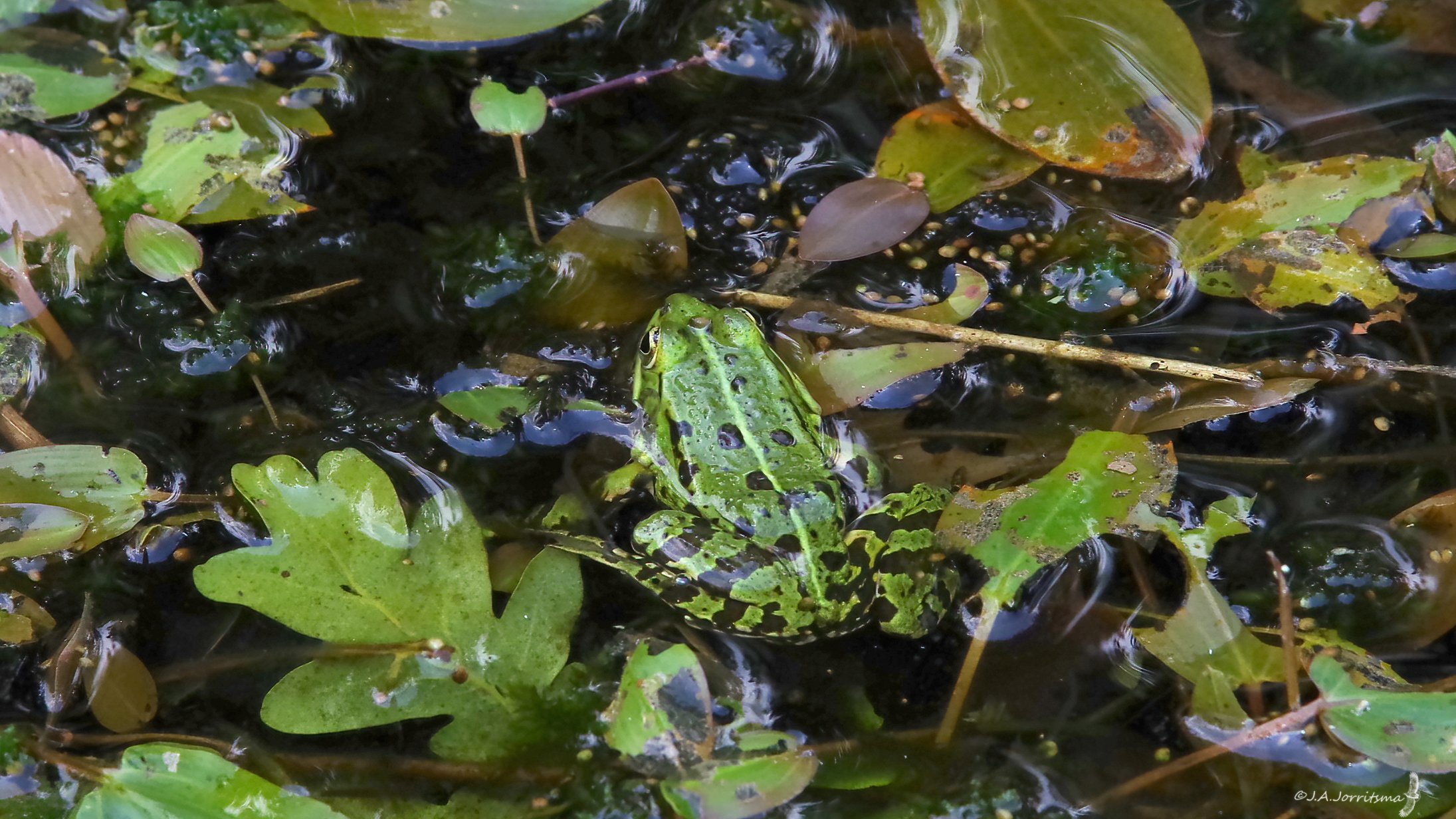 Snuffelochtend Kikker in Hertenkamp Enkhuizen