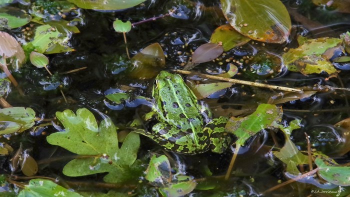 Snuffelochtend kikker