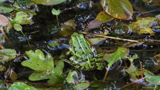 Snuffelochtend kikker