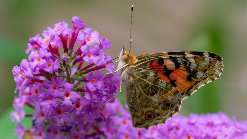 Landelijke tuinvlindertelling
