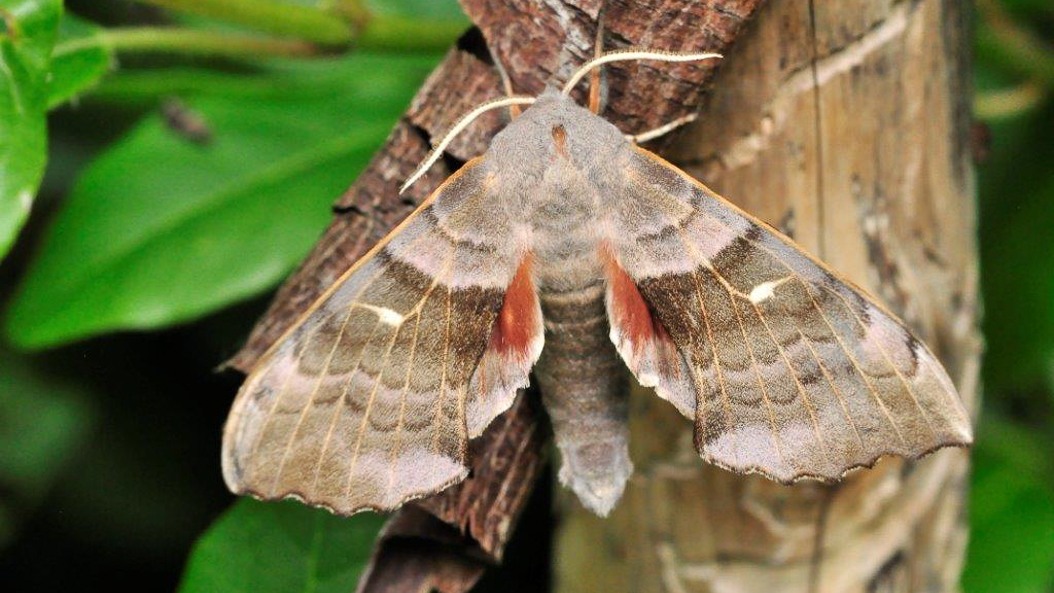 Excursie: Nachtvlinders op het witte doek