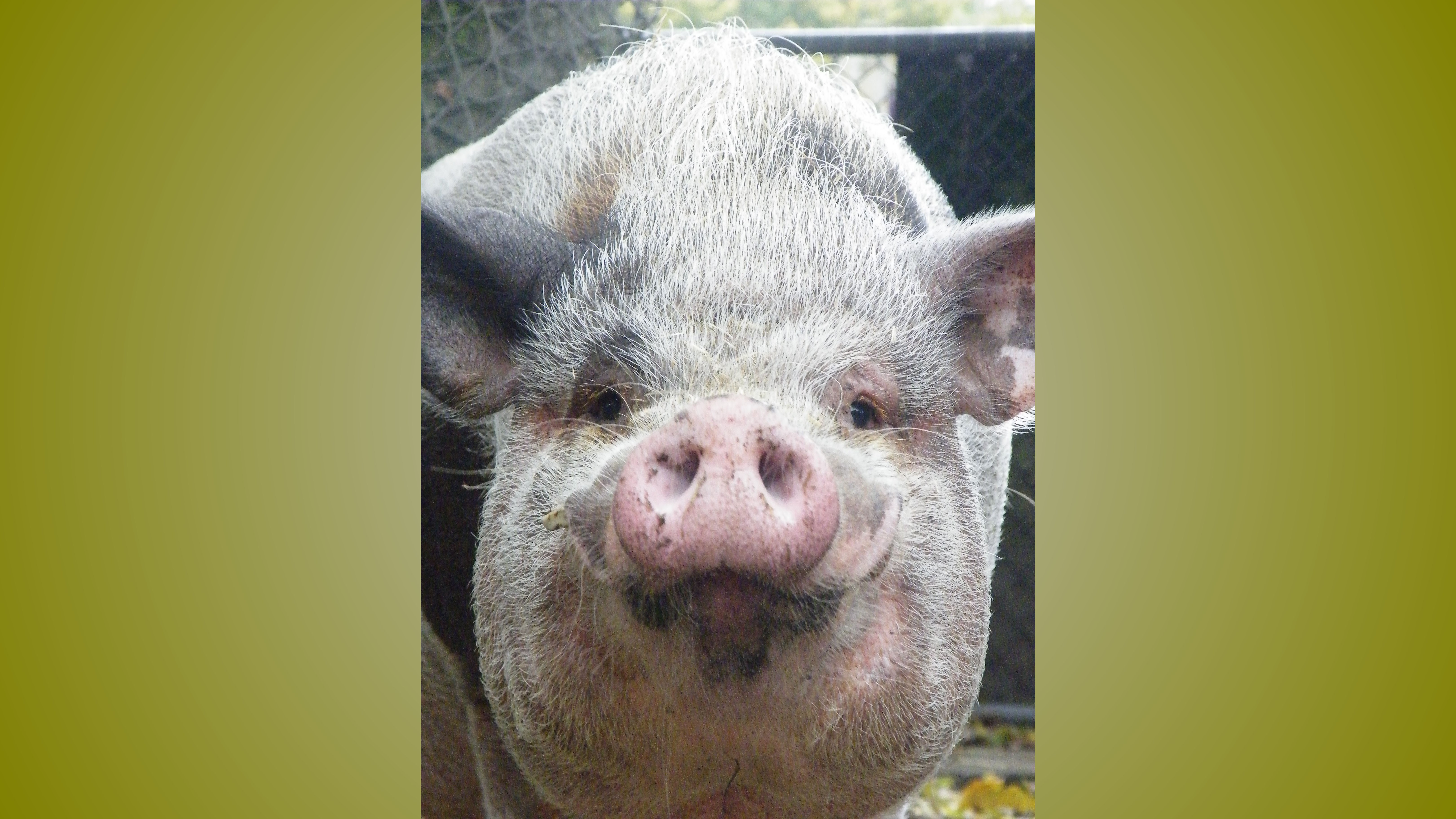 Kidzpix – workshop dieren fotograferen