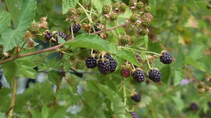 Voorbeeld van woekerende braamstruik