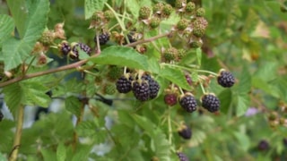 Voorbeeld van woekerende braamstruik