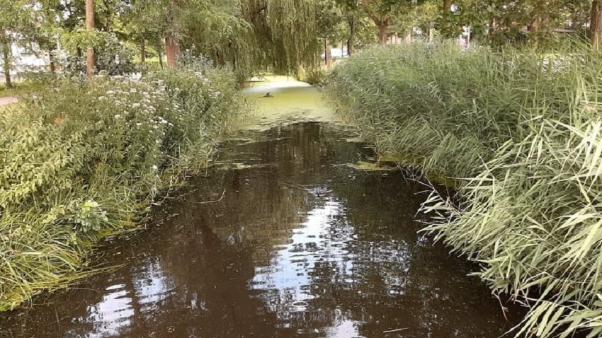 Rattenplaag in Hoornse wijken
