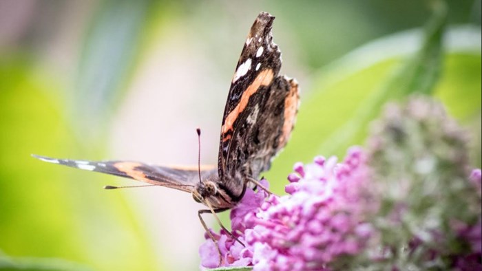 Vlinders zoeken