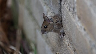 Muis kruipt uit een huis