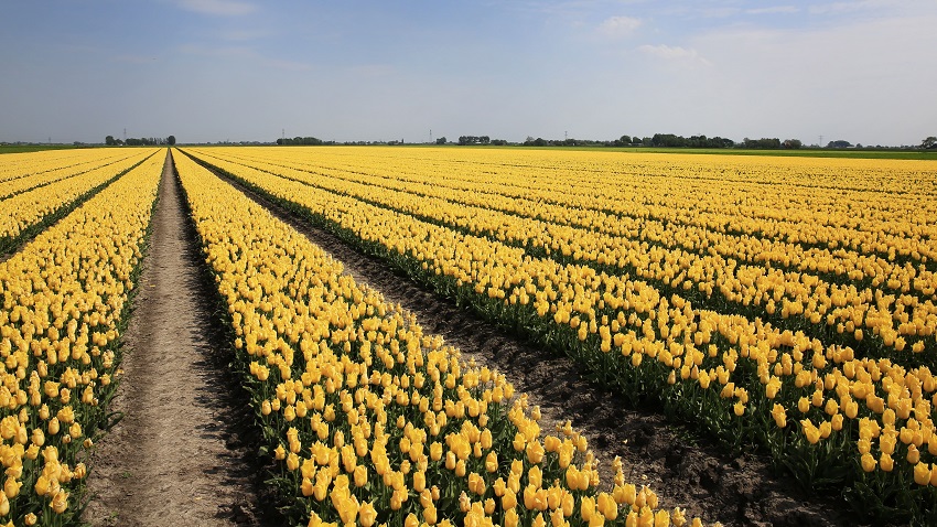 Noord-Hollandse telers reduceren middelengebruik