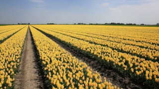 Plantgericht spuiten