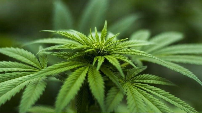 Burgemeester sluit drugswoning aan de Watersnip