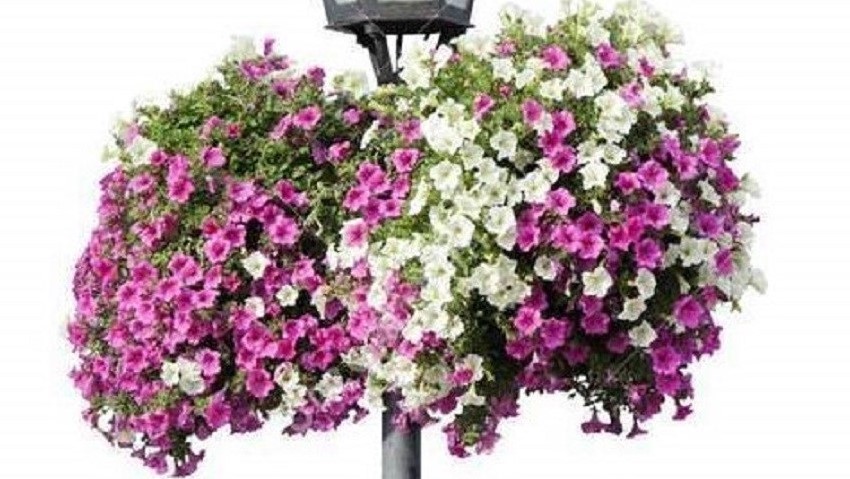 Hoorn mag nog fleuriger worden met bloemmanden