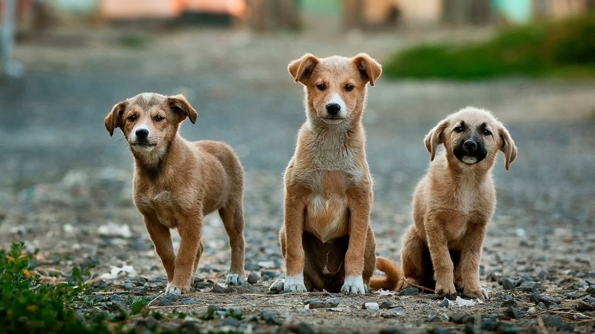 Afschaffing hondenbelasting in Hoorn lijkt dichterbij dan ooit