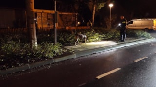 Vrouw aangereden in Enkhuizen2