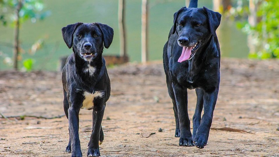 Hondenbelasting wordt in Hoorn afgebouwd