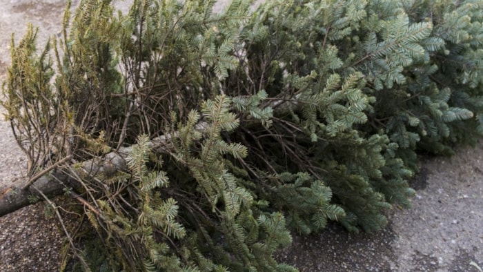 Kerstboom afvoeren