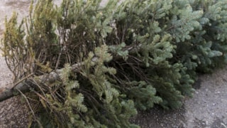 Kerstboom afvoeren