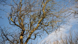 Kale bomen in de winter