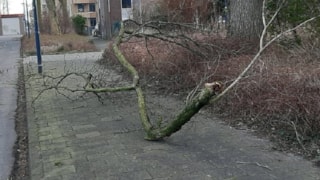 Storm Eunice afgebroken takken