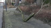 Storm Eunice afgebroken takken