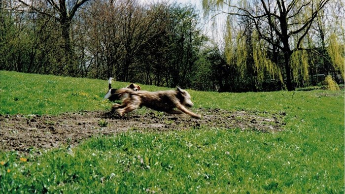 Wijkpark Risdam-Noord