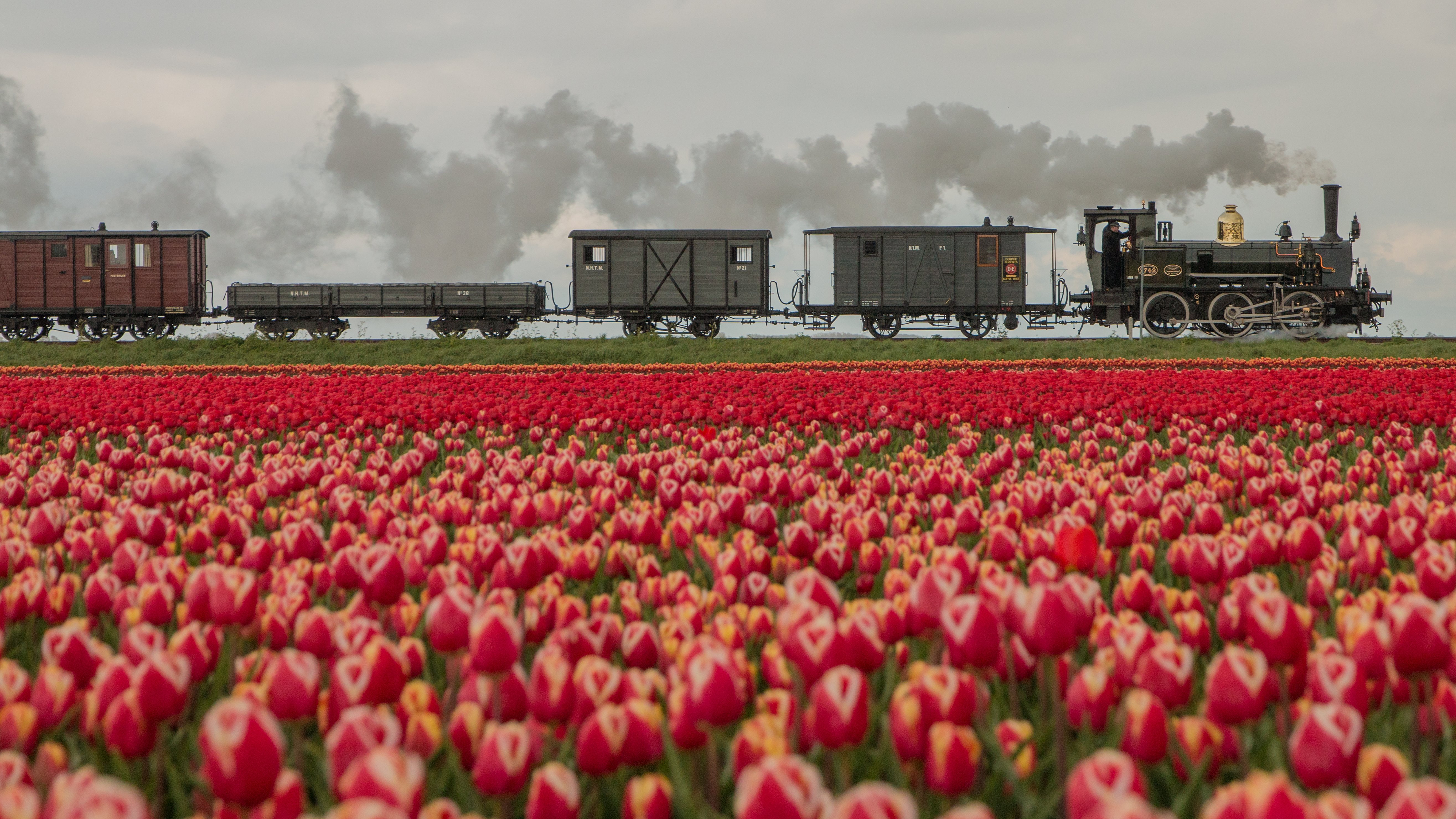 Stoomtramrit langs bloeiende tulpenvelden