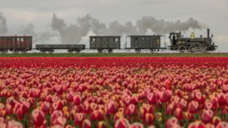 Tijdreis door de tulpen - Foto Gerda Holla