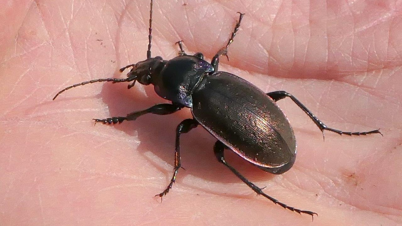 Excursie: Het verborgen leven van het Egboetje
