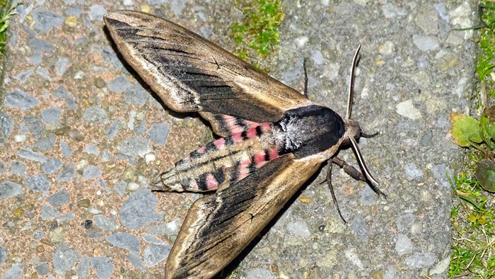 Nachtvlinderexcursie