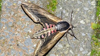 Nachtvlinderexcursie