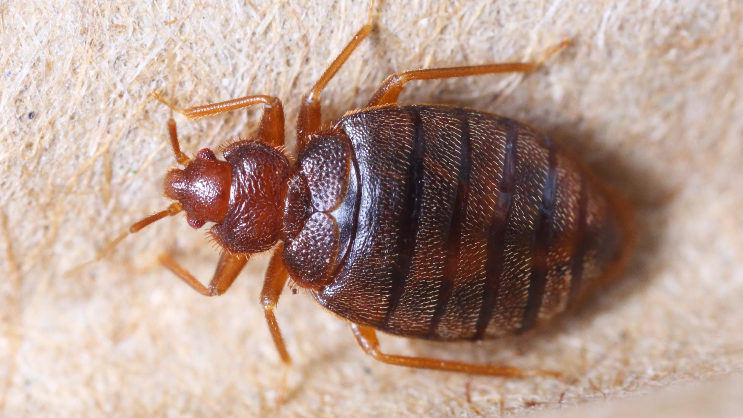 Vakantie: Let op, neem geen bedwantsen mee naar huis