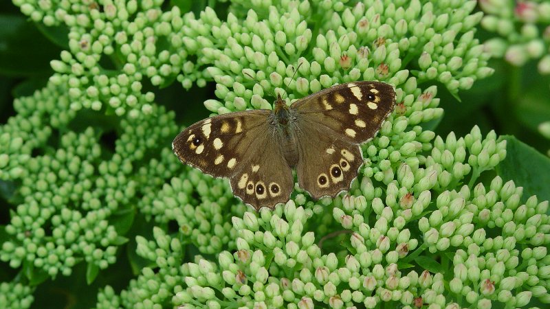 Doe mee met de tuinvlindertelling