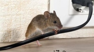 Muis knaagt aan elektriciteitssnoer