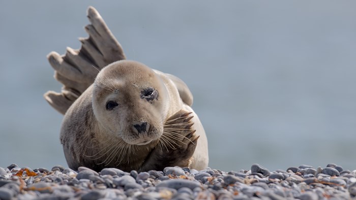 Zeehondje