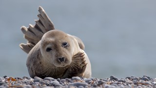 Zeehond