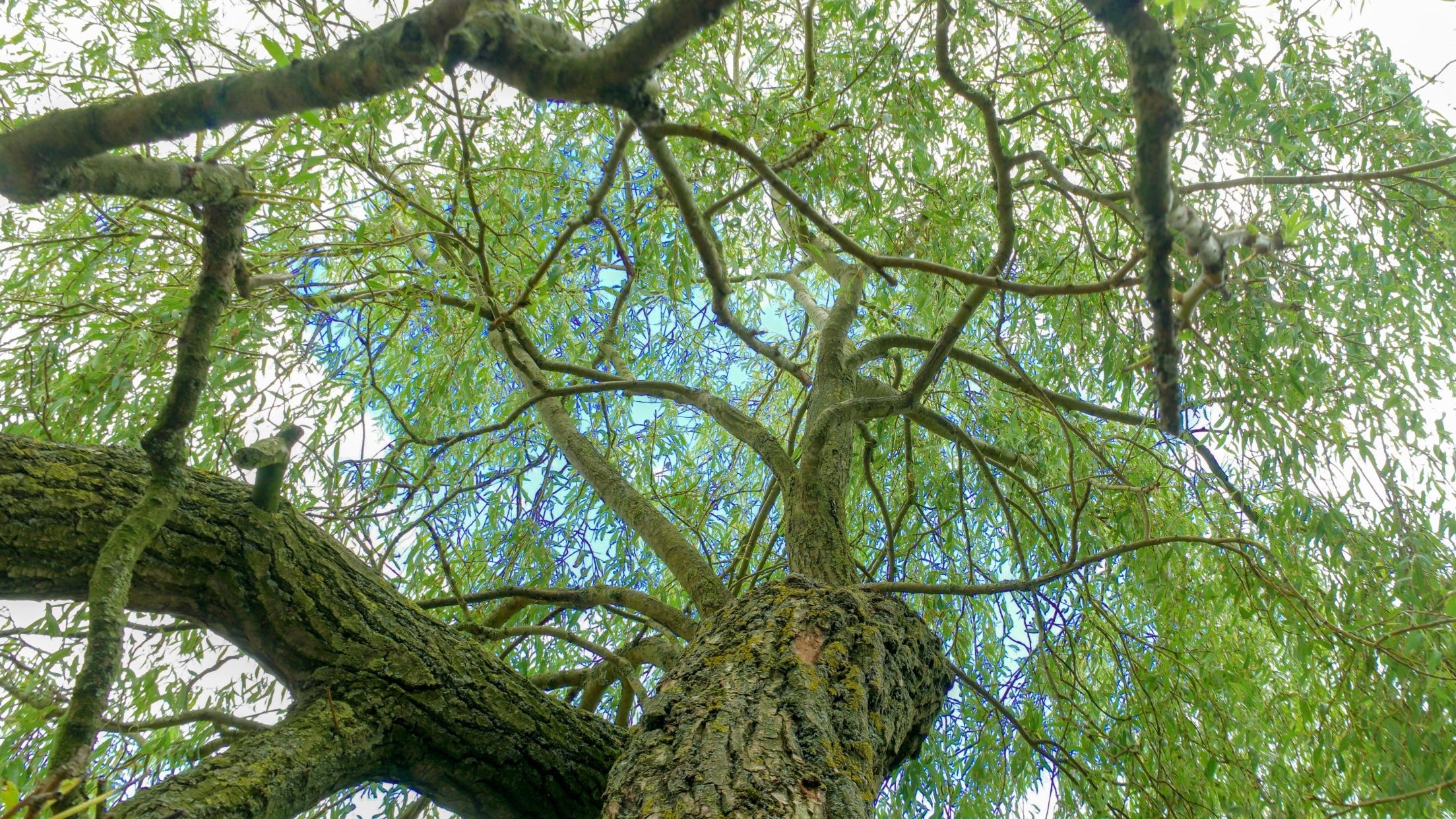 De verrassende eigenaardigheden van bomen